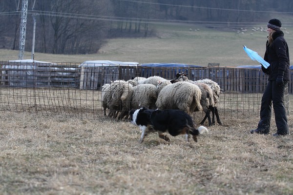Ovce - leden 2011