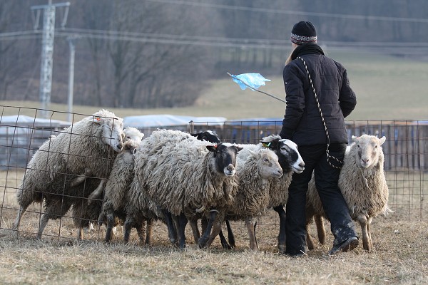 Ovce - leden 2011